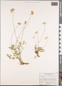 Семеновия разнозубчатая (Korovin) Manden., Средняя Азия и Казахстан, Памир и Памиро-Алай (M2) (Таджикистан)