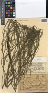 Chondrilla arenicola, Средняя Азия и Казахстан, Муюнкумы, Прибалхашье и Бетпак-Дала (M9) (Казахстан)