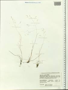 Полевица шероховатая Willd., Сибирь, Чукотка и Камчатка (S7) (Россия)