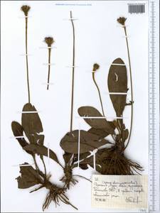 Asteraceae, Африка (AFR) (Эфиопия)