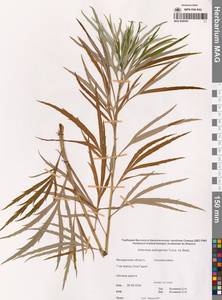 Полынь селенгинская Turcz. ex Besser, Сибирь, Чукотка и Камчатка (S7) (Россия)