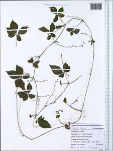 Gynostemma pentaphyllum (Thunb.) Makino, Зарубежная Азия (ASIA) (Лаос)
