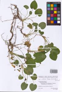 Viola ×foliosa Celak., Восточная Европа, Центральный лесостепной район (E6) (Россия)