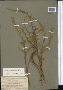 Cuscuta brevistyla A. Braun, Средняя Азия и Казахстан, Памир и Памиро-Алай (M2) (Таджикистан)