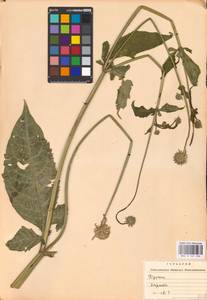 Ворсянка щетинистая Willd., Восточная Европа, Западно-Украинский район (E13) (Украина)