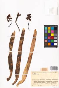 Orchidaceae, Зарубежная Азия (ASIA) (Вьетнам)