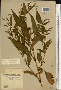 Горец развесистый, Горец щавелелистный (L.) Gray, Восточная Европа, Северо-Западный район (E2) (Россия)