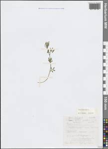 Горошек чиновидный L., Крым (KRYM) (Россия)