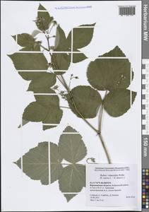 Rubus × idaeoides Ruthe, Восточная Европа, Центральный лесостепной район (E6) (Россия)