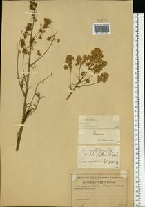 Василисник светлый, Василисник блестящий L., Восточная Европа, Западный район (E3) (Россия)