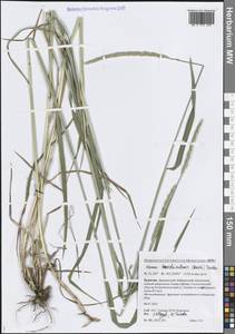 Пырейник изменчивый (Drobow) Tzvelev, Сибирь, Прибайкалье и Забайкалье (S4) (Россия)