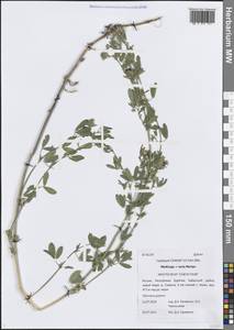 Medicago × varia Martyn, Сибирь, Прибайкалье и Забайкалье (S4) (Россия)