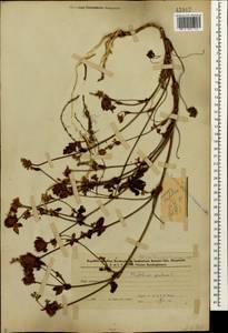 Клевер луговой L., Кавказ, Азербайджан (K6) (Азербайджан)