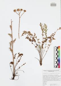 Tanacetum corymbosum subsp. corymbosum, Восточная Европа, Центральный район (E4) (Россия)