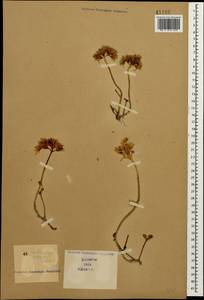 Phedimus spurius subsp. oppositifolius (Sims) L. Gallo, Кавказ (без точных местонахождений) (K0)
