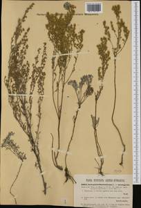 Seriphidium santonicum subsp. santonicum, Западная Европа (EUR) (Румыния)