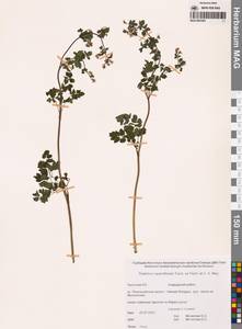 Василисник редкоцветковый Turcz. ex Fisch. & C.A.Mey., Сибирь, Чукотка и Камчатка (S7) (Россия)