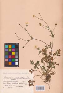 Лютик сардинский Crantz, Восточная Европа, Молдавия (E13a) (Молдавия)