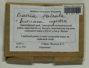 Kiaeria falcata (Hedw.) I. Hagen, Гербарий мохообразных, Мхи - Красноярский край, Тыва и Хакасия (B17) (Россия)