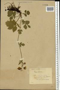 Гравилат речной L., Восточная Европа, Белоруссия (E3a) (Белоруссия)