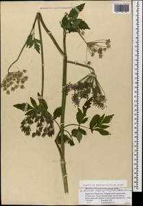 Selinum physospermifolium (Albov) Hand, Кавказ, Ставропольский край, Карачаево-Черкесия, Кабардино-Балкария (K1b) (Россия)