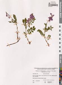 Копеечник копеечниковый (L.) Schinz & Thell., Сибирь, Чукотка и Камчатка (S7) (Россия)