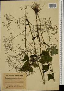 Мицелис стенной (L.) Dumort., Восточная Европа, Московская область и Москва (E4a) (Россия)