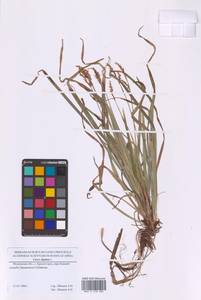 Осока пальчатая L., Восточная Европа, Московская область и Москва (E4a) (Россия)