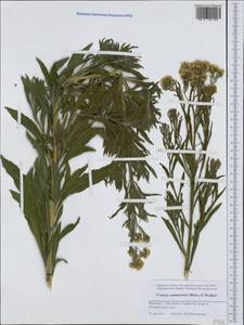Erigeron sumatrensis Retz., Западная Европа (EUR) (Франция)