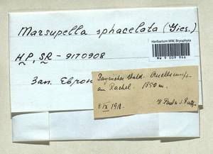 Marsupella sphacelata (Giesecke ex Lindenb.) Dumort., Гербарий мохообразных, Мхи - Западная Европа (BEu) (Германия)