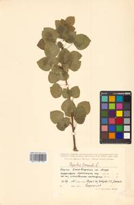 Populus tremula var. davidiana (Dode) C. K. Schneid., Сибирь, Дальний Восток (S6) (Россия)