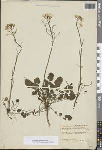 Cardamine pratensis subsp. dentata (Schult.) Čelak., Восточная Европа, Центральный лесостепной район (E6) (Россия)