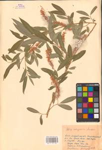 Ива джунгарская Andersson, Средняя Азия и Казахстан, Каракумы (M6) (Туркмения)