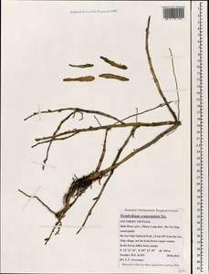Dendrobium crumenatum Sw., Зарубежная Азия (ASIA) (Вьетнам)