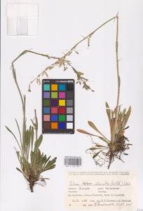 Смолевка зеленоцветковая (Willd.) Ehrh., Восточная Европа, Восточный район (E10) (Россия)