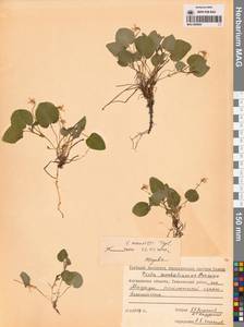 Фиалка Морица Tepl., Сибирь, Чукотка и Камчатка (S7) (Россия)