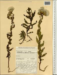 Cirsium arvense var. vestitum Wimm. & Grab., Монголия (MONG) (Монголия)