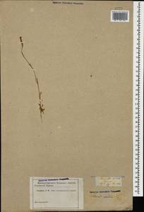 Silene conica subsp. conica, Кавказ (без точных местонахождений) (K0)