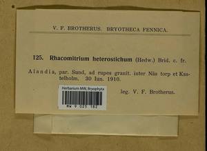 Bucklandiella heterosticha (Hedw.) Bedn.-Ochyra & Ochyra, Гербарий мохообразных, Мхи - Западная Европа (BEu) (Финляндия)