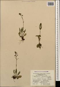 Вероника горечавковая Vahl, Кавказ, Южная Осетия (K4b) (Южная Осетия)