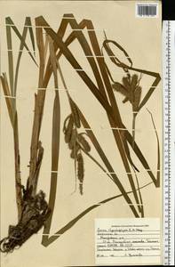 Carex utriculata Boott, Восточная Европа, Центральный лесной район (E5) (Россия)