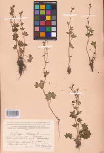 Камнеломка наклоненная, Камнеломка поникающая L., Восточная Европа, Северный район (E1) (Россия)