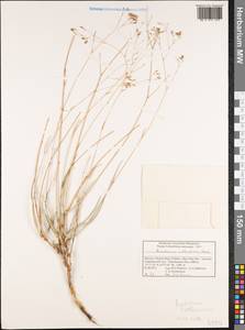 Bupleurum atlanticum Murb., Африка (AFR) (Марокко)