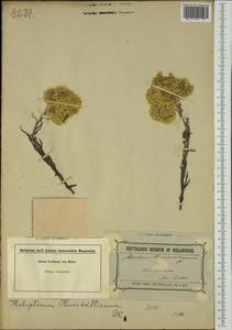 Rhodanthe humboldtiana (Gaud.) P.G. Wilson, Австралия и Океания (AUSTR) (Австралия)