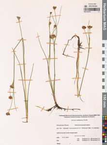 Ситник каштановый Sm., Сибирь, Якутия (S5) (Россия)