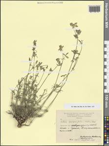 Смолевка торичниколистная (Willd.) M.Bieb., Кавказ, Армения (K5) (Армения)