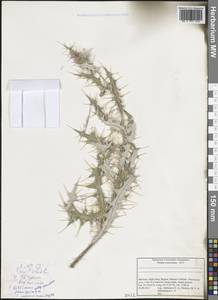 Cirsium pyrenaicum (Jacq.) All., Африка (AFR) (Марокко)