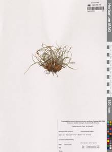 Осока аргунская Turcz. ex Trevir., Сибирь, Чукотка и Камчатка (S7) (Россия)