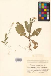 Brassica rapa subsp. sylvestris (L.) Janch., Восточная Европа, Центральный лесостепной район (E6) (Россия)