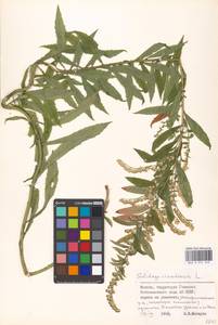 Золотарник канадский L., Восточная Европа, Московская область и Москва (E4a) (Россия)